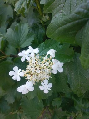 Güzel botanik çekimi, doğal duvar kağıdı, viburnum.