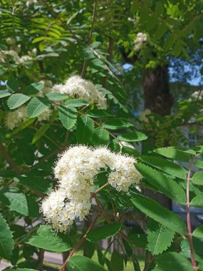 Bahçedeki güzel çiçekler, Rowan-tree