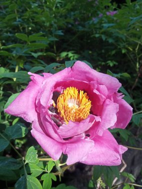Güzel botanik fotoğrafı, doğal duvar kağıdı.