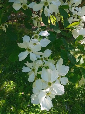 Bahçedeki güzel çiçekler, Exochorda