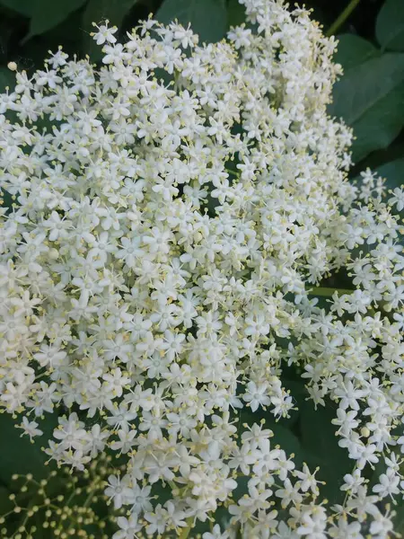 Bahçedeki beyaz çiçekler, Elder.