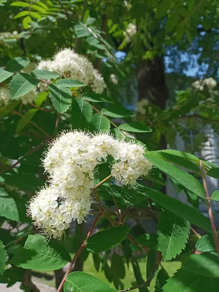 Bahçedeki güzel çiçekler, Rowan-tree