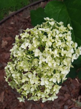 Bahçede büyüyen güzel çiçekler