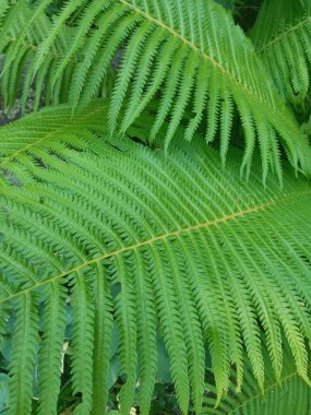 Bahçedeki güzel eğreltiotu yaprakları