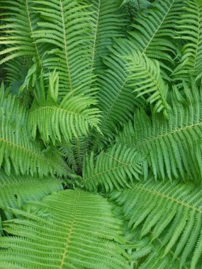 Bahçedeki yeşil eğrelti otu