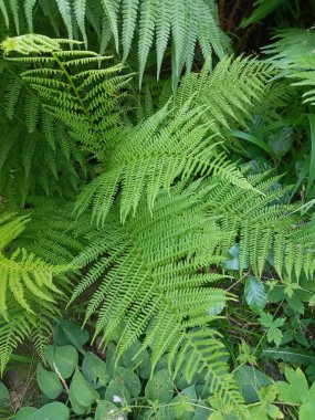 Ormanda yeşil çimenler