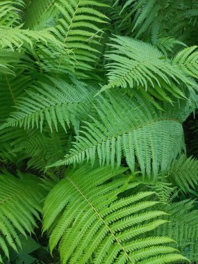 bahçede yeşil fern yaprak