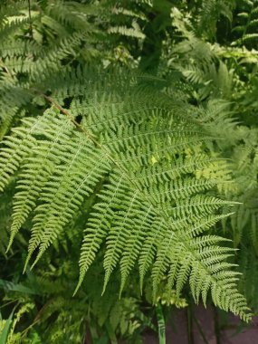 yeşil yapraklar, bitkiler ve yapraklar