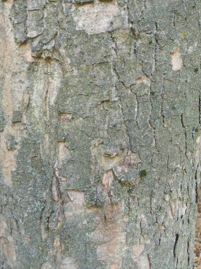 ağaç kabuğu dokusu, doğal arkaplan