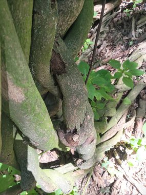 Yeşil yapraklı bir ağacın yakın çekimi.