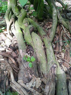 bir ağacın yeşil kökleri