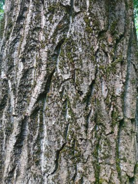 Ağaç kabuğu dokusu, arkaplan