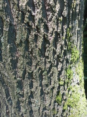 Ağaçta yeşil yosun