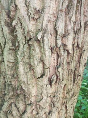Bir ağaç gövdesinin dokusunu kapat