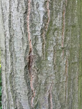 Bir ağaç gövdesini kapatın.