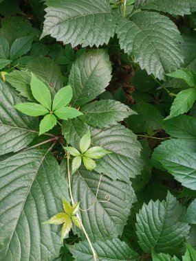 yeşil yapraklar, bitki yaprakları