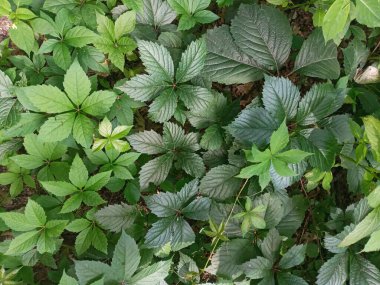 Bahçedeki yeşil bitkiler