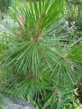 Doğada yeşil çam ağacı