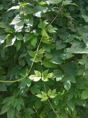 Ormanda yeşil yapraklar