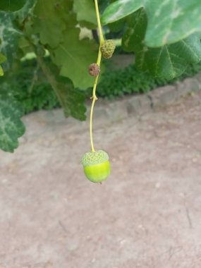 Ağaçtaki taze yeşil üzümler