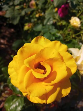 Bahçedeki güzel çiçekler