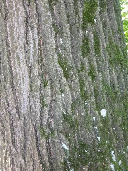 Ağaç dokusu arka planı. Soyut doku. ağaç gövdesi kabuğu.