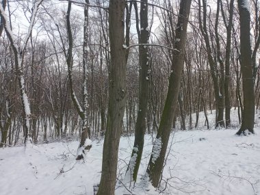 Karla kaplı ağaçlarla kaplı güzel kış manzarası