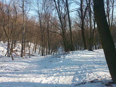 ağaçları kış manzarası kar ile kaplı