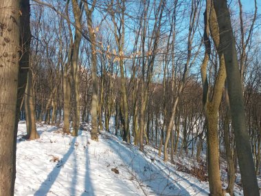 Kış ormanı karla kaplı