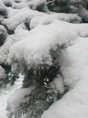Noel ağacı karla kaplı