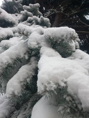 Karla kaplı ağaçlarla kaplı güzel kış manzarası