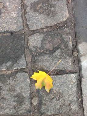 Yere düşen sonbahar yaprakları