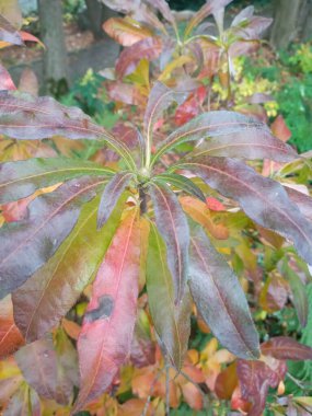 Bahçede kırmızı yapraklar