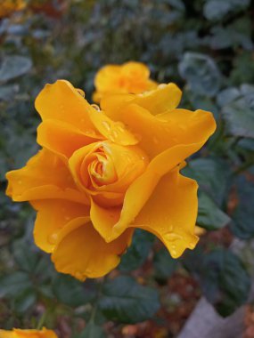 Sarı bir gülün fotoğrafı. Sonbahar havası