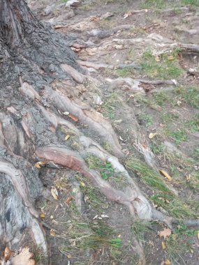 Gümüş bir akçaağacın yer üstü kök sisteminin fotoğrafı. Yerin üstünde kök salmış. Açığa çıkmış kökleri olan ağaç
