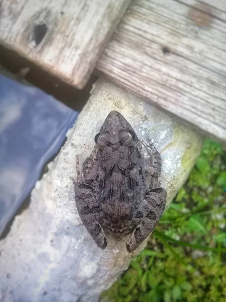 The frog is beside the fish pond behind the house 2