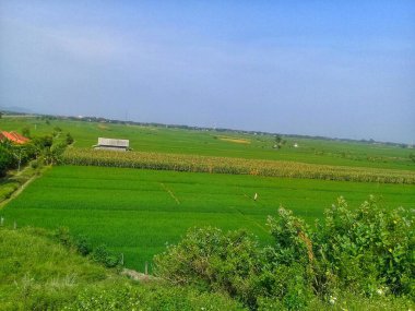 The beauty of the rice fields 5