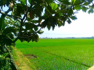 The beauty of the rice fields 1