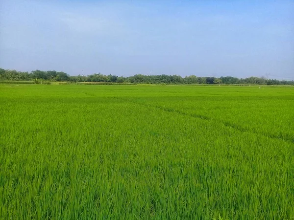 The beauty of the rice fields 6