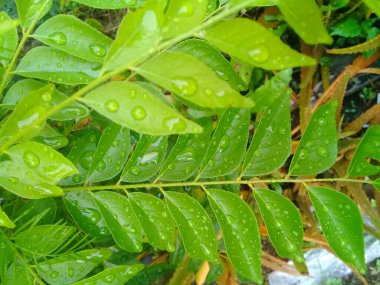 Beautiful background of curry leaves or Murraya koenigii syn. Chalcas koenigi 2