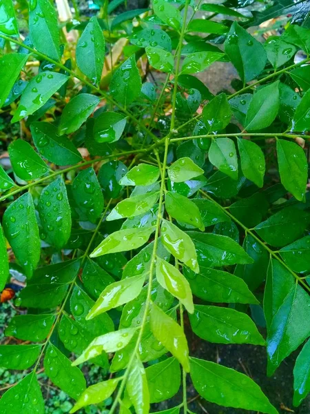 Beautiful background of curry leaves or Murraya koenigii syn. Chalcas koenigi 1