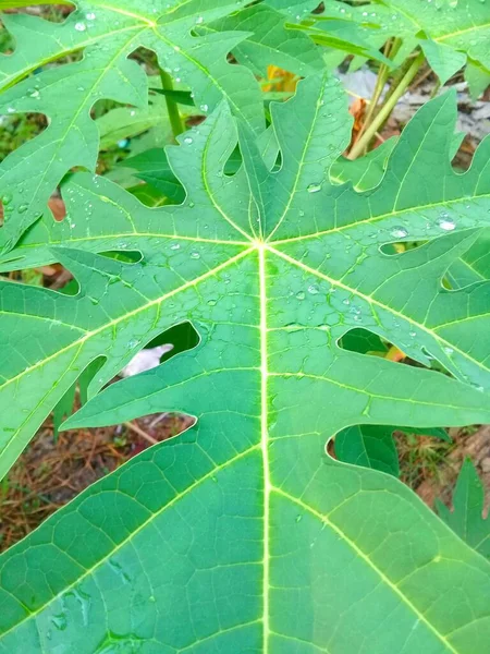 The beauty of green papaya leaves 1