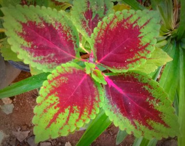 The beauty of the flower petals is a combination of green and red 3