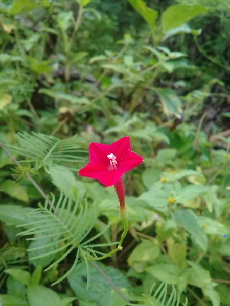 The beauty of small red flowers from weeds 4