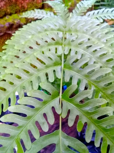 Nail plants or Latin name Pteridophyta