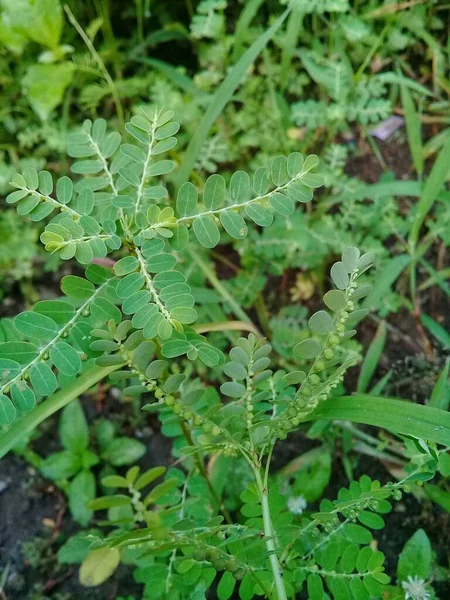 Meniran green or Phyllanthus niruri is a herbal remedy that is useful for improving body health 1