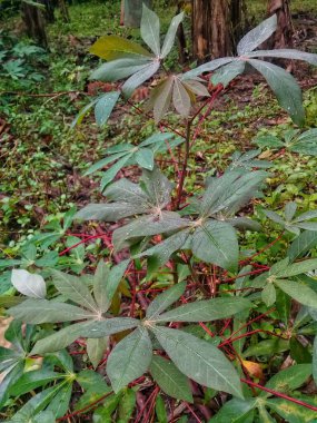 green cassava leaves in the garden 1