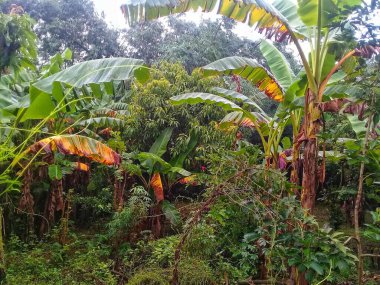 View of the banana grove behind the house