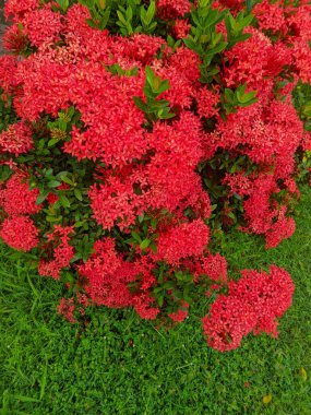 Bahçedeki kırmızı çiçek. Hindu cemaati için Ashoka çiçeği (Ixora acuminata) veya Sarca Indica, bu bitki kutsal 08 olarak kabul edilir.
