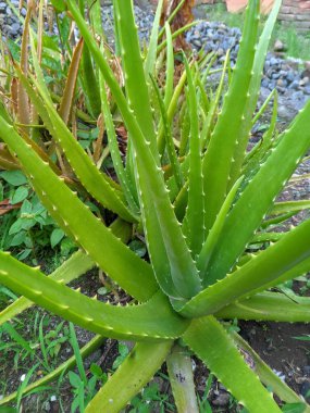 Bahçedeki kaktüs. Chloe vera (Aloe vera: Latince: Aloe barbadensis Milleer) binlerce yıldır bilinen ve saç gübresi, yara iyileştirici ve cilt bakımı için kullanılan bir bitki türüdür. 